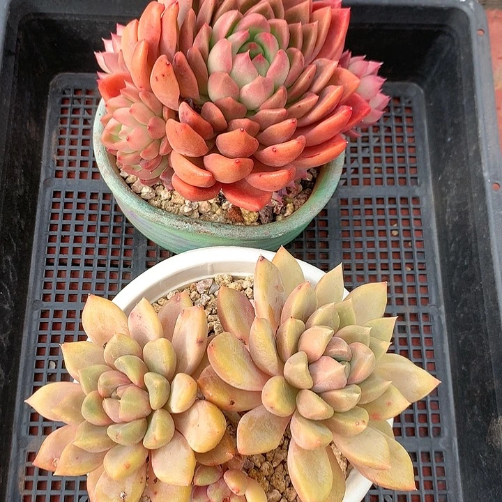 多肉植物一物一拍