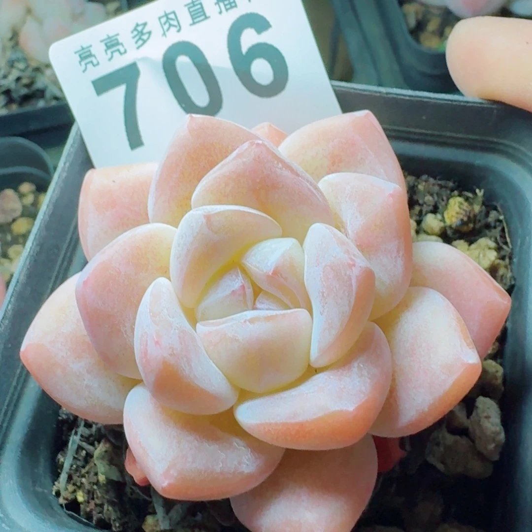 开心笑容难抵抗，积极乐观正能量