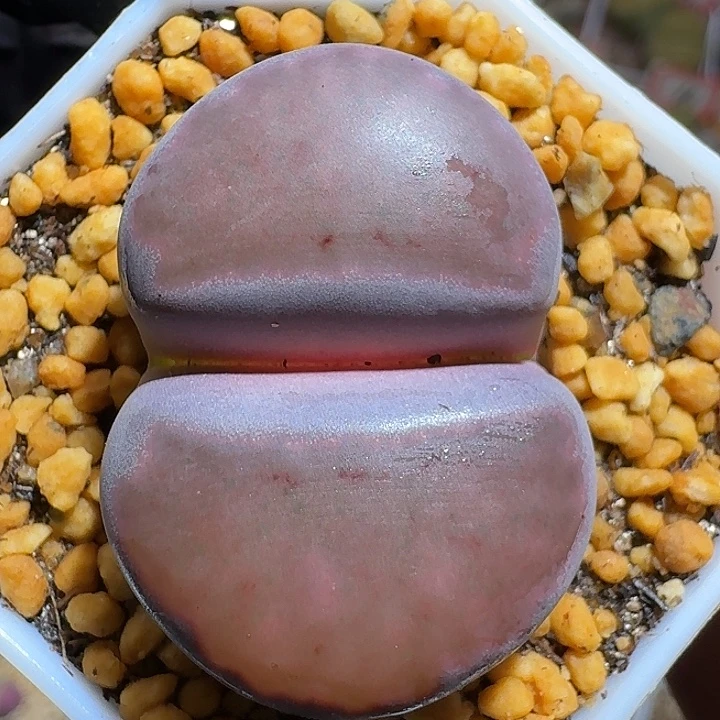 生石花1121122。  360。  3.5左右。