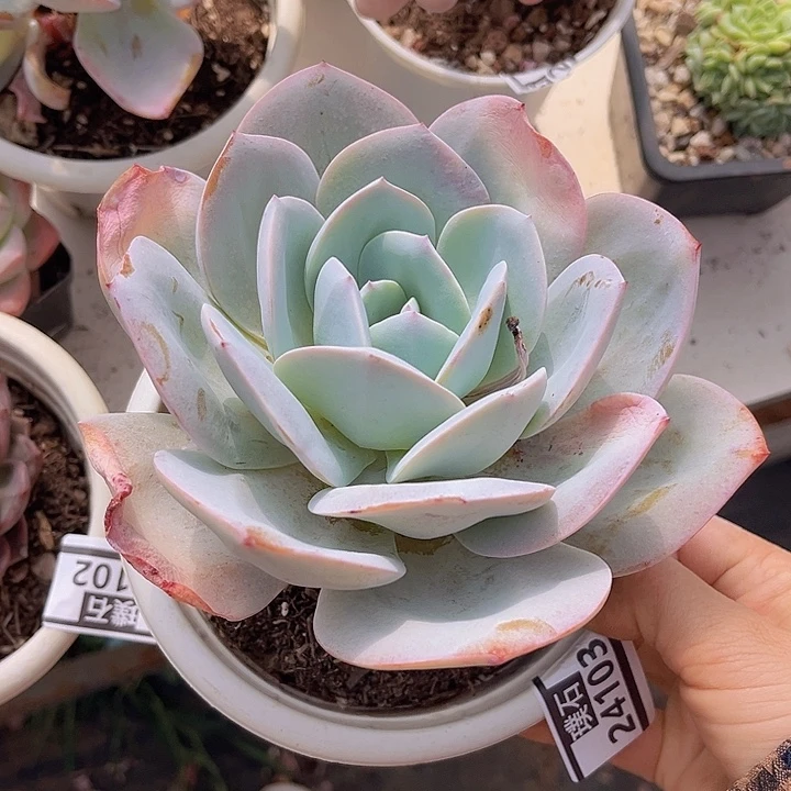 奶茶23103多肉植物