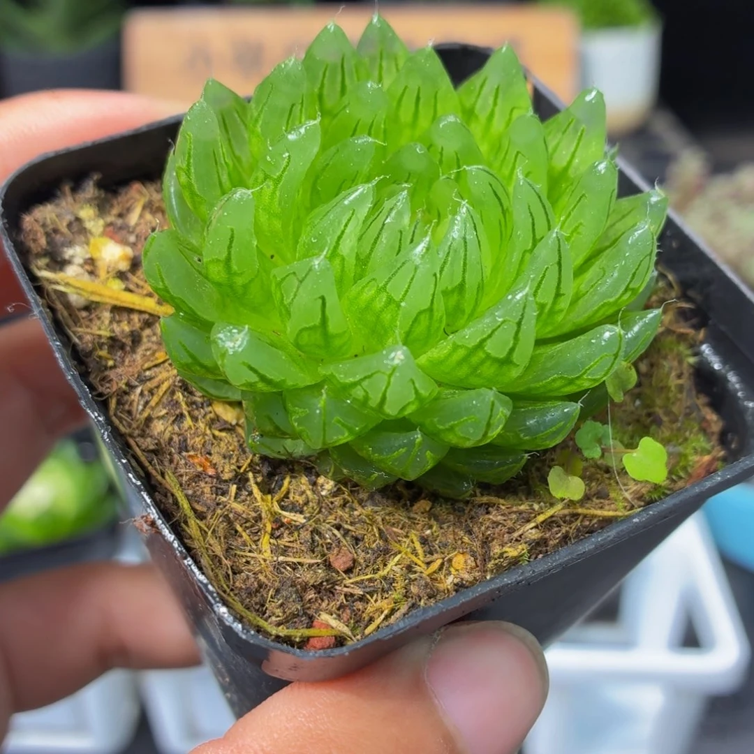 蝉翼玉露多肉9.9包邮发货