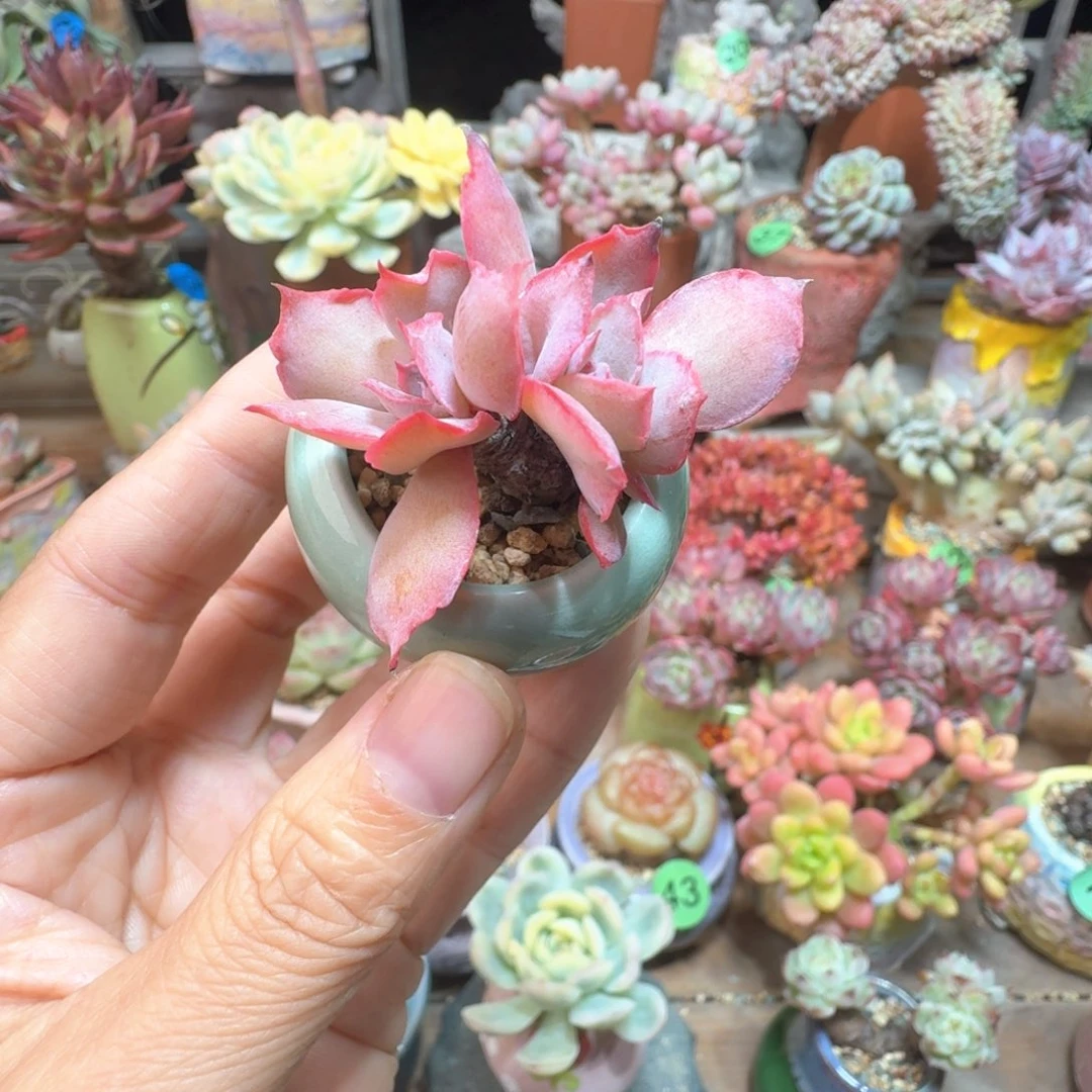 魔笛 多肉含盆土 一物一拍