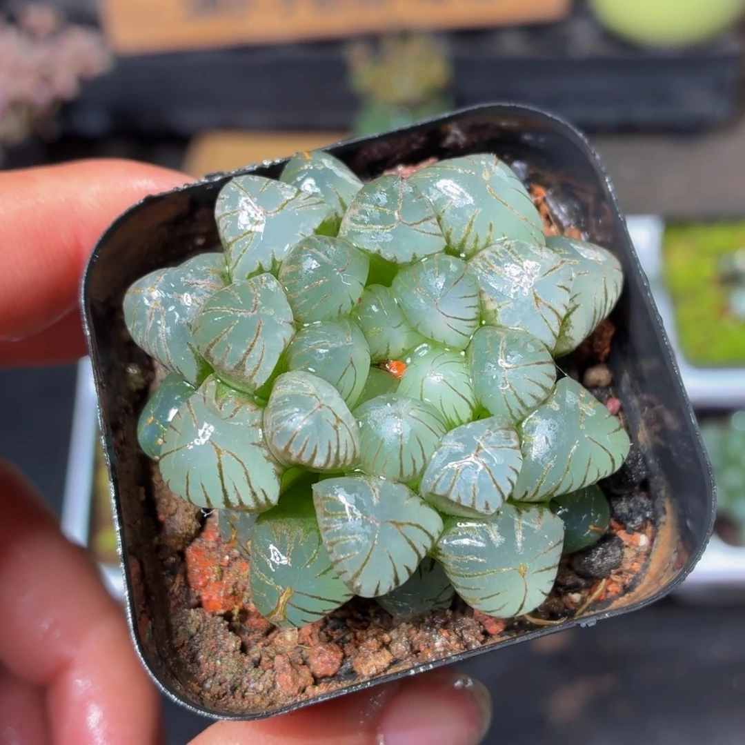 姬玉露多肉9.9包邮发货