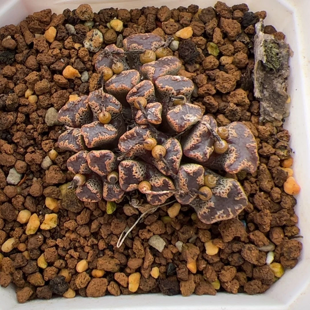 0491号蝴蝶 多肉植物