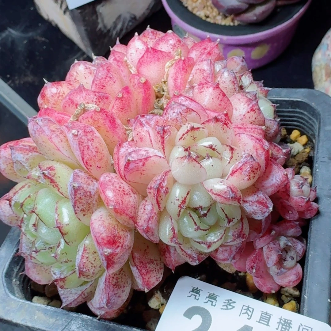 赤水晶群生      愿你一路坦途，乘风破浪展宏图