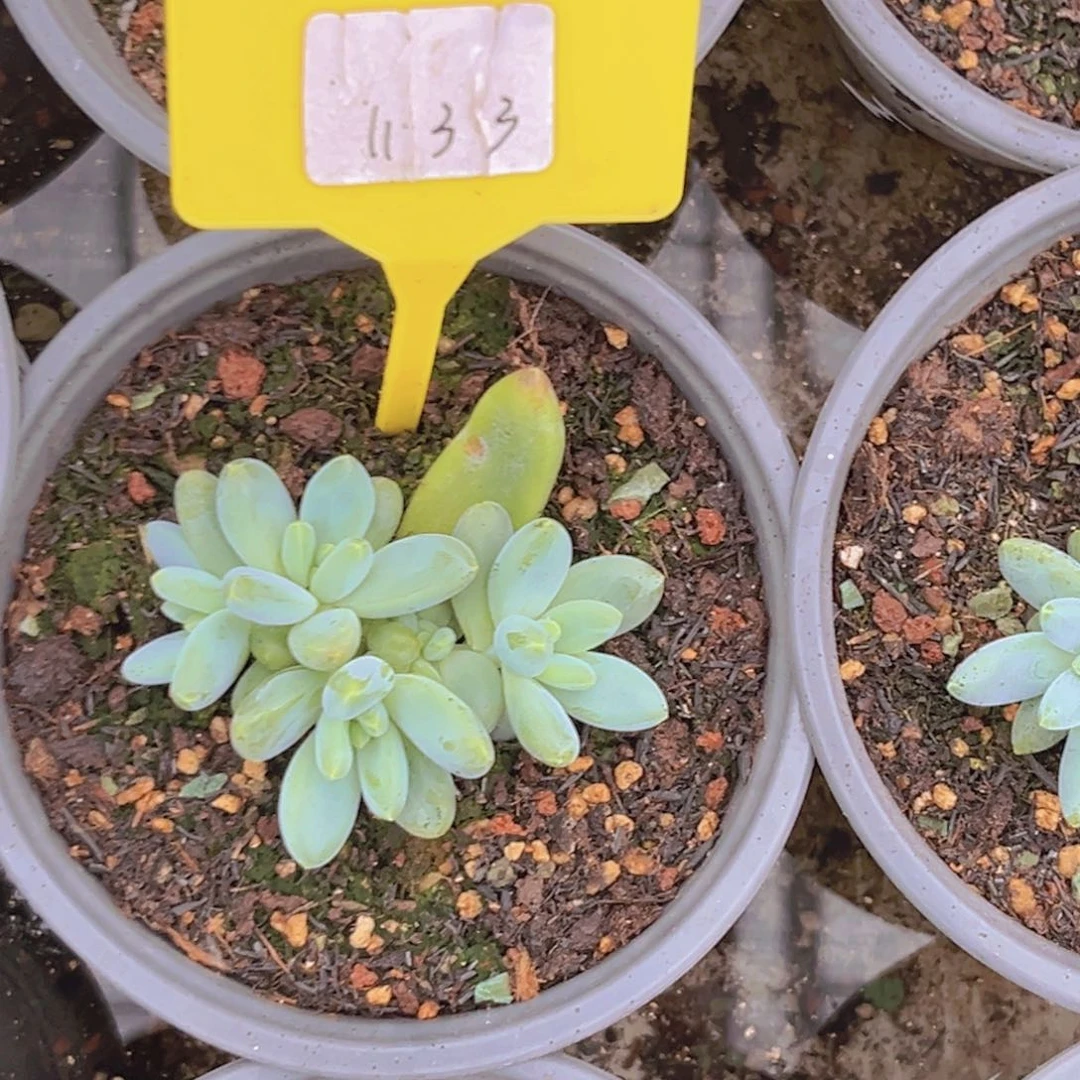 贝***肉多肉植物阿蒂斯托1133