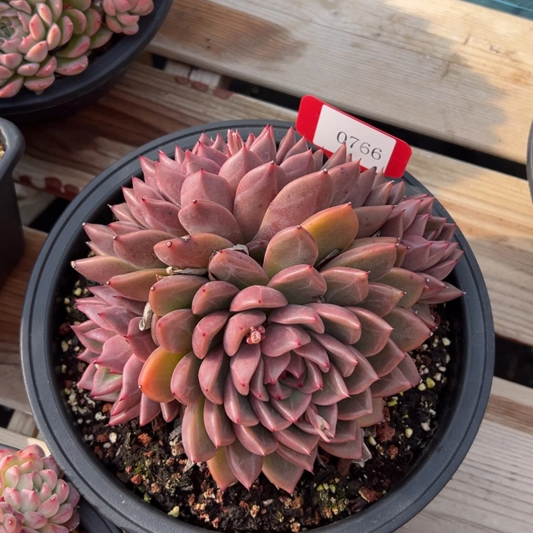 港*0766多肉多多多多多