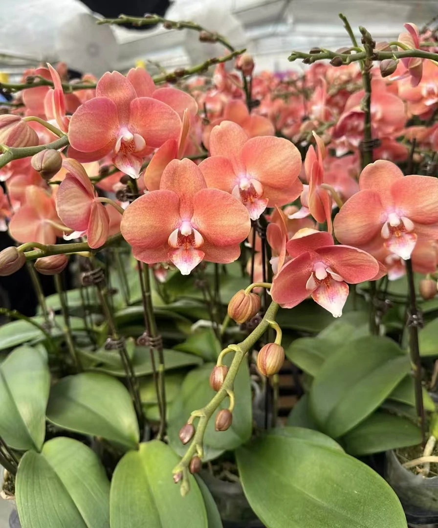 3.0【鲑鱼】蝴蝶兰3.0寸杯苗子发货没有花剑，会跳色【满30元包邮】