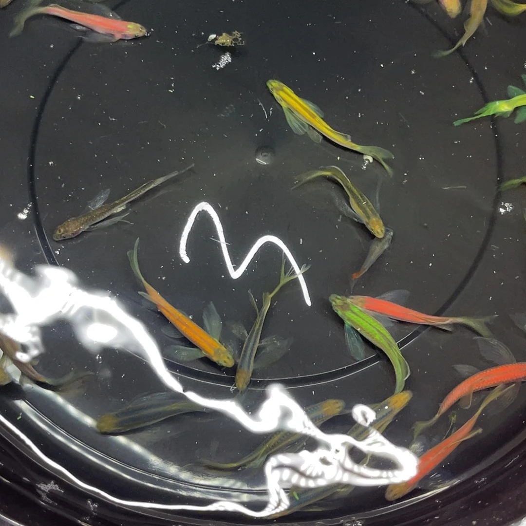 海水鱼3号哈哈哈哈哈哈