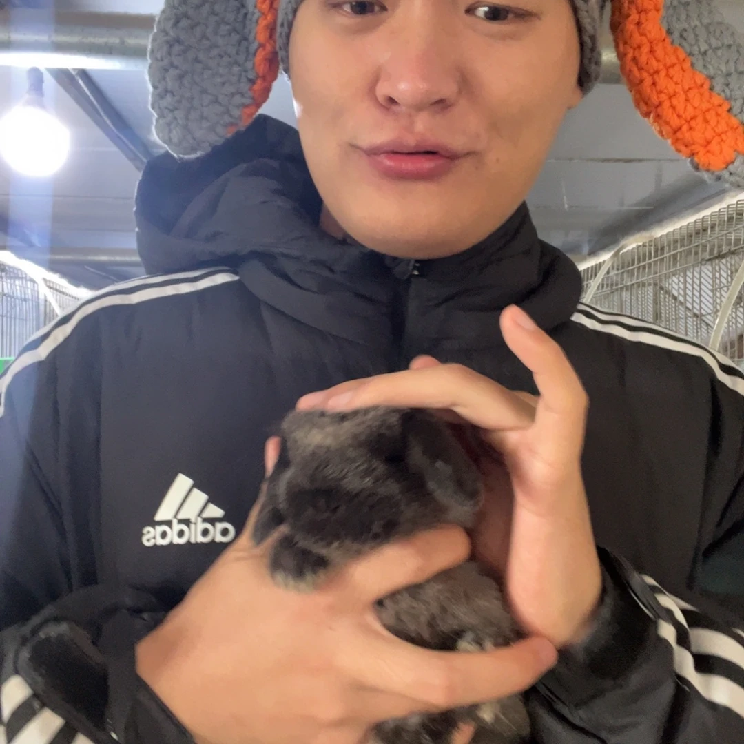 双血统英系安哥拉兔