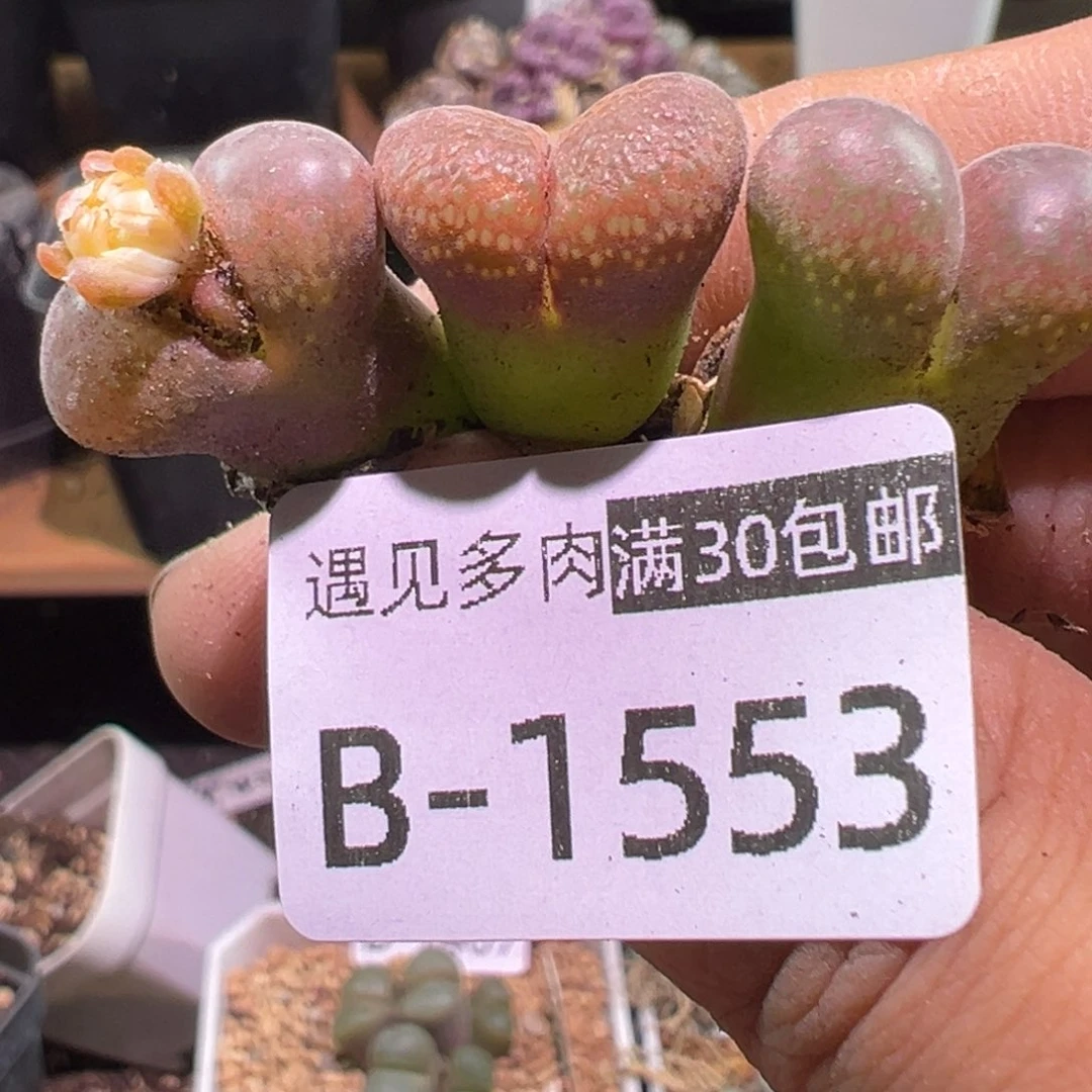 多肉植物111111111111