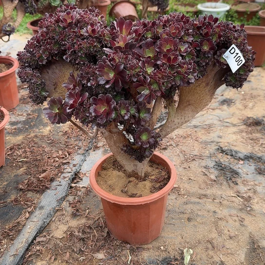 100欧紫朵朵一颗牙呀呀呀