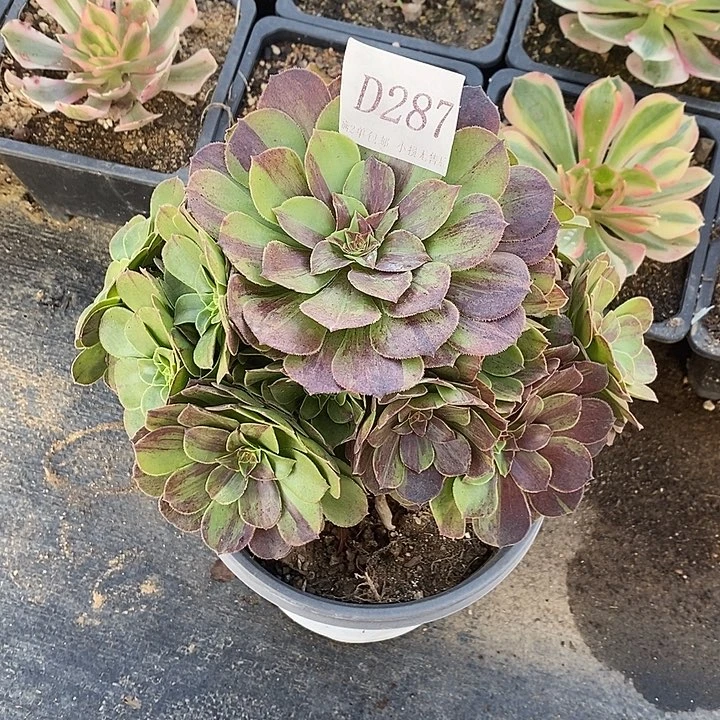 287花月夜多肉植物