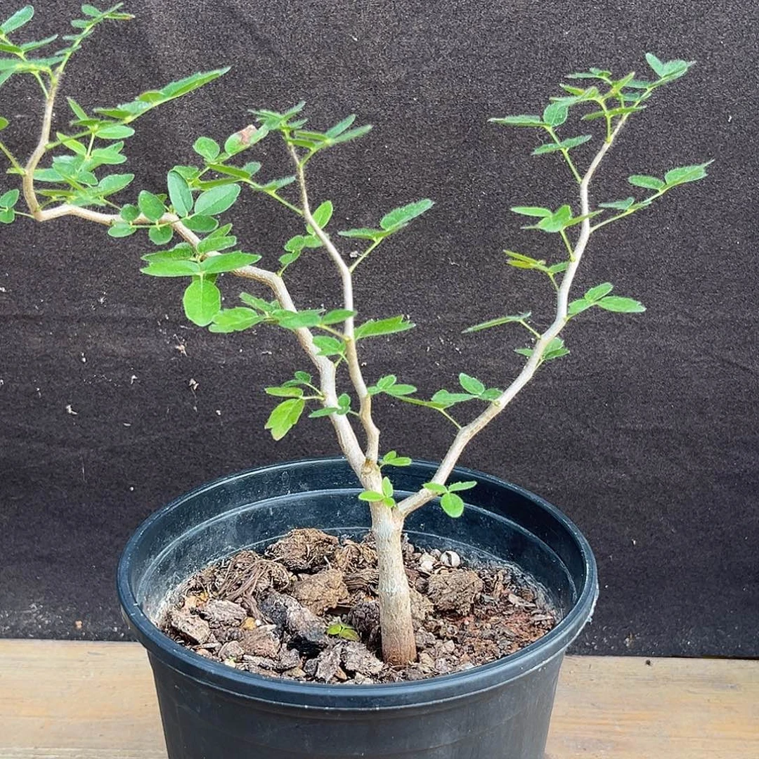 汤圆植物滔天橄榄