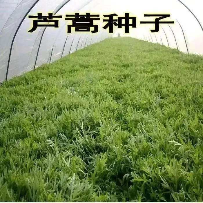 【新疆包邮】芦蒿种子 四季种植盆栽地栽阳台小院种植