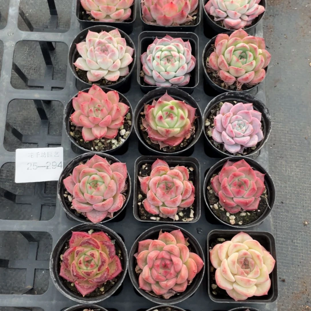 一物一拍18棵25-294