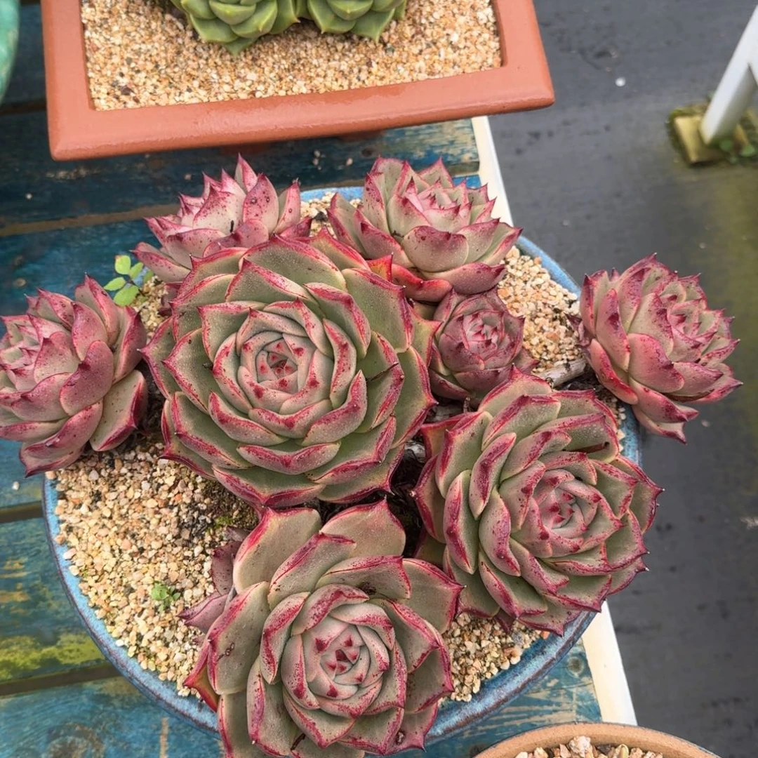 从前慢多肉精选编号0905.22222