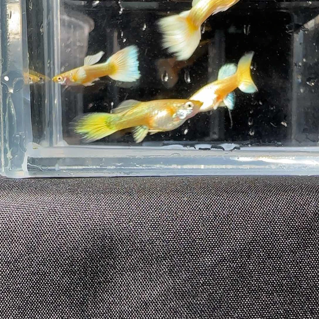 孔雀鱼关注主播可以下单
