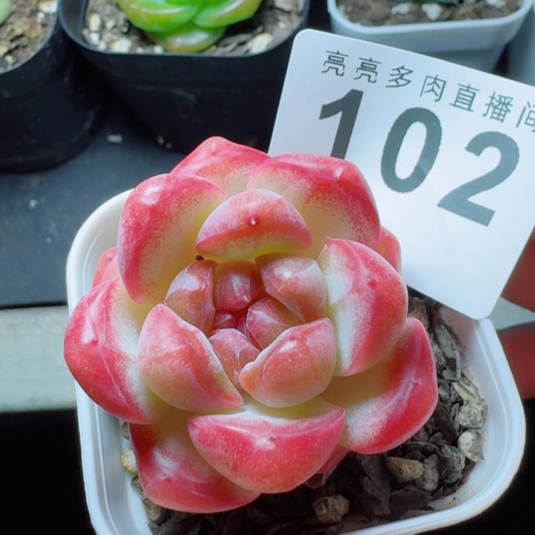 甜茶珍妮            精美多肉植物