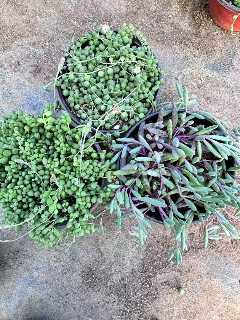 珍珠吊兰  情人泪  紫玄月带盆土