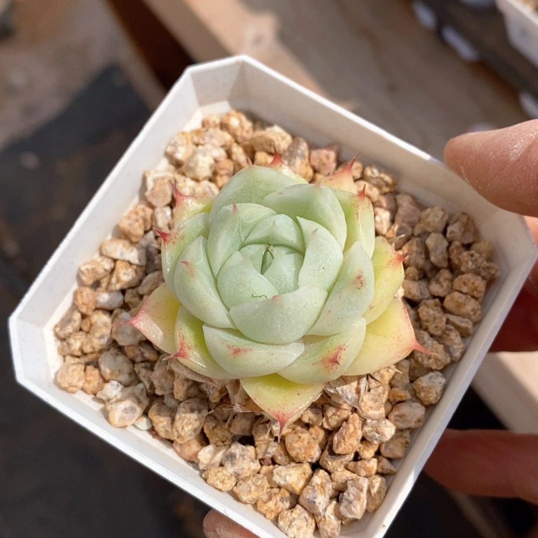 精品多肉一物一拍不包整149