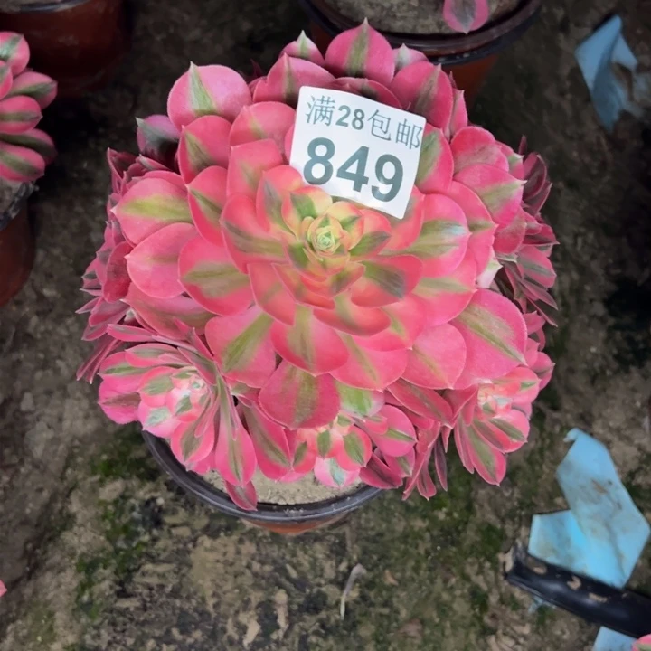 849女巫多肉植物