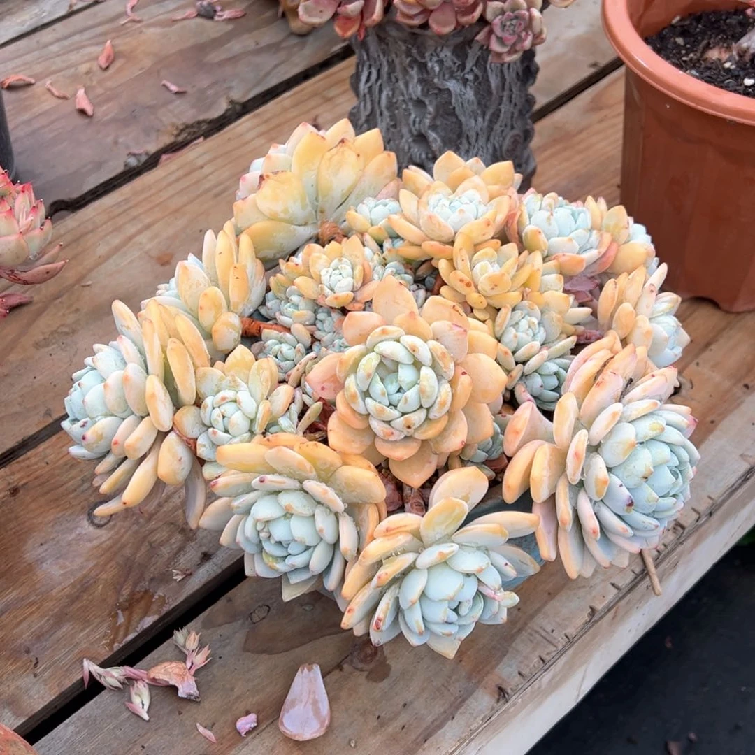 梅*冷张多肉570号