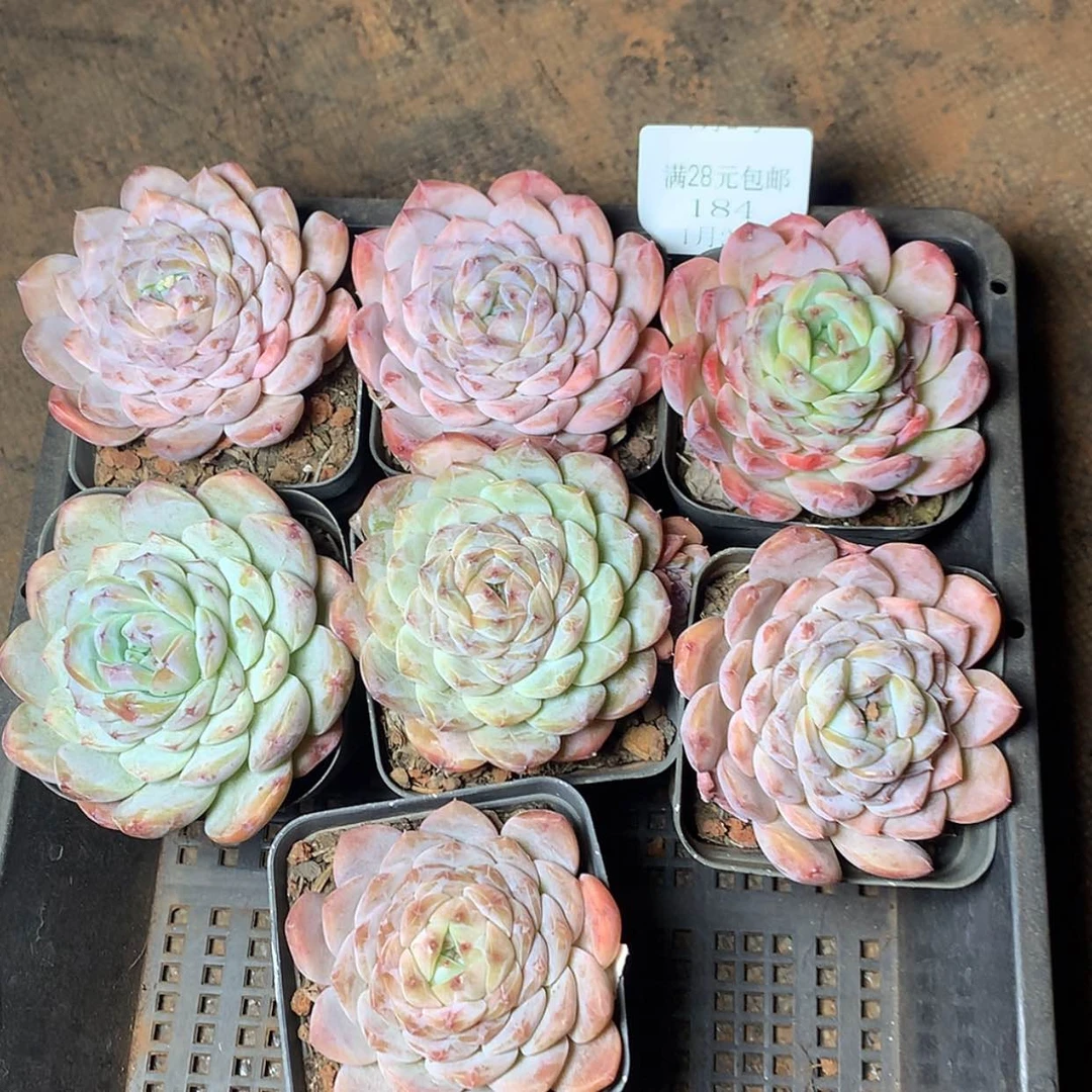 【闪购商品】云184号