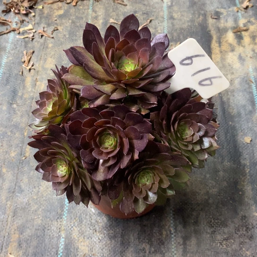 红陶616红魔多肉植物