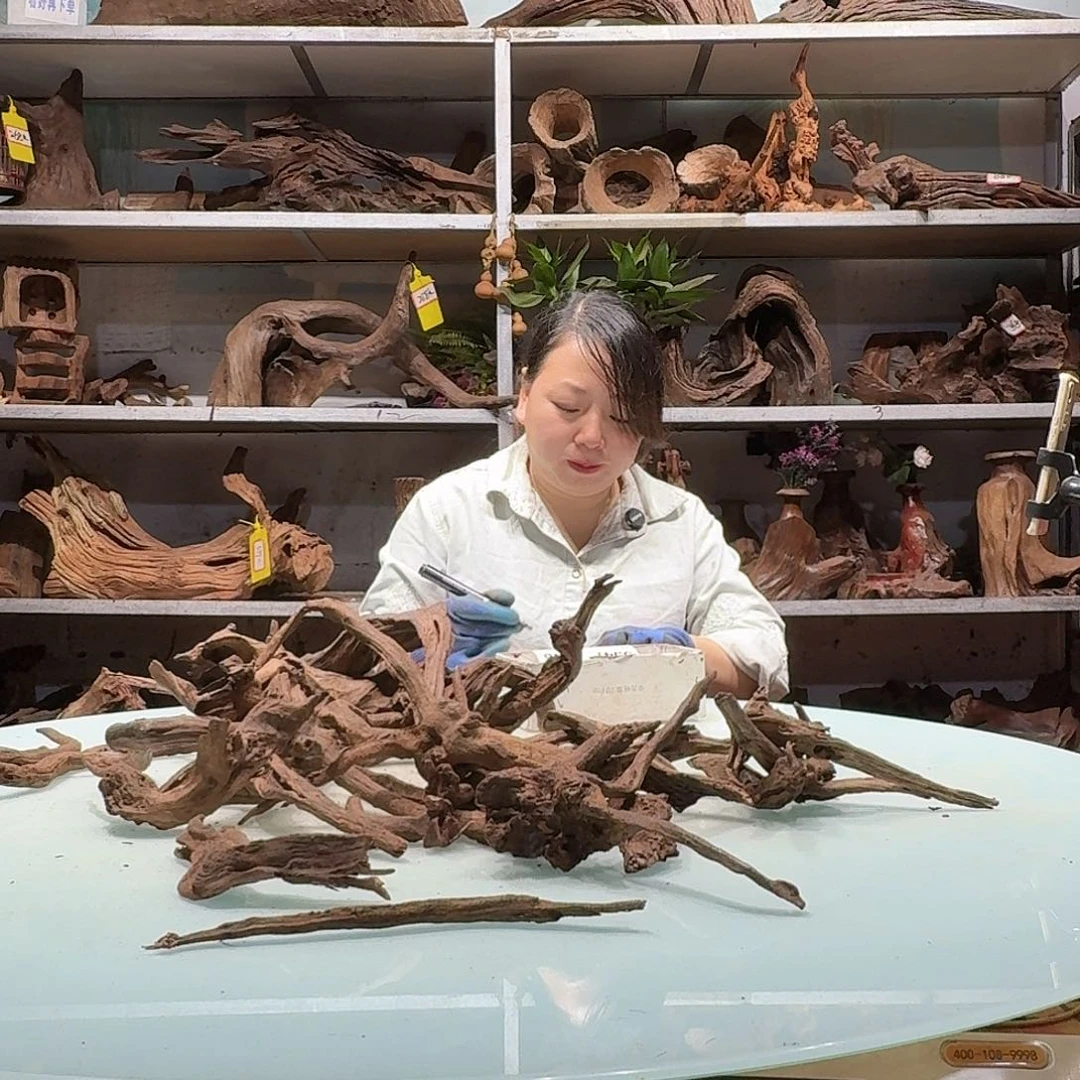 紫砂紫柚木不包损介意慎拍阿*3536紫柚枝条