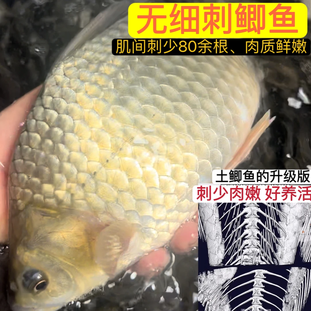 【优质品种】大尺寸无细刺鲫鱼三代鲜活水产鱼类可食用水产品