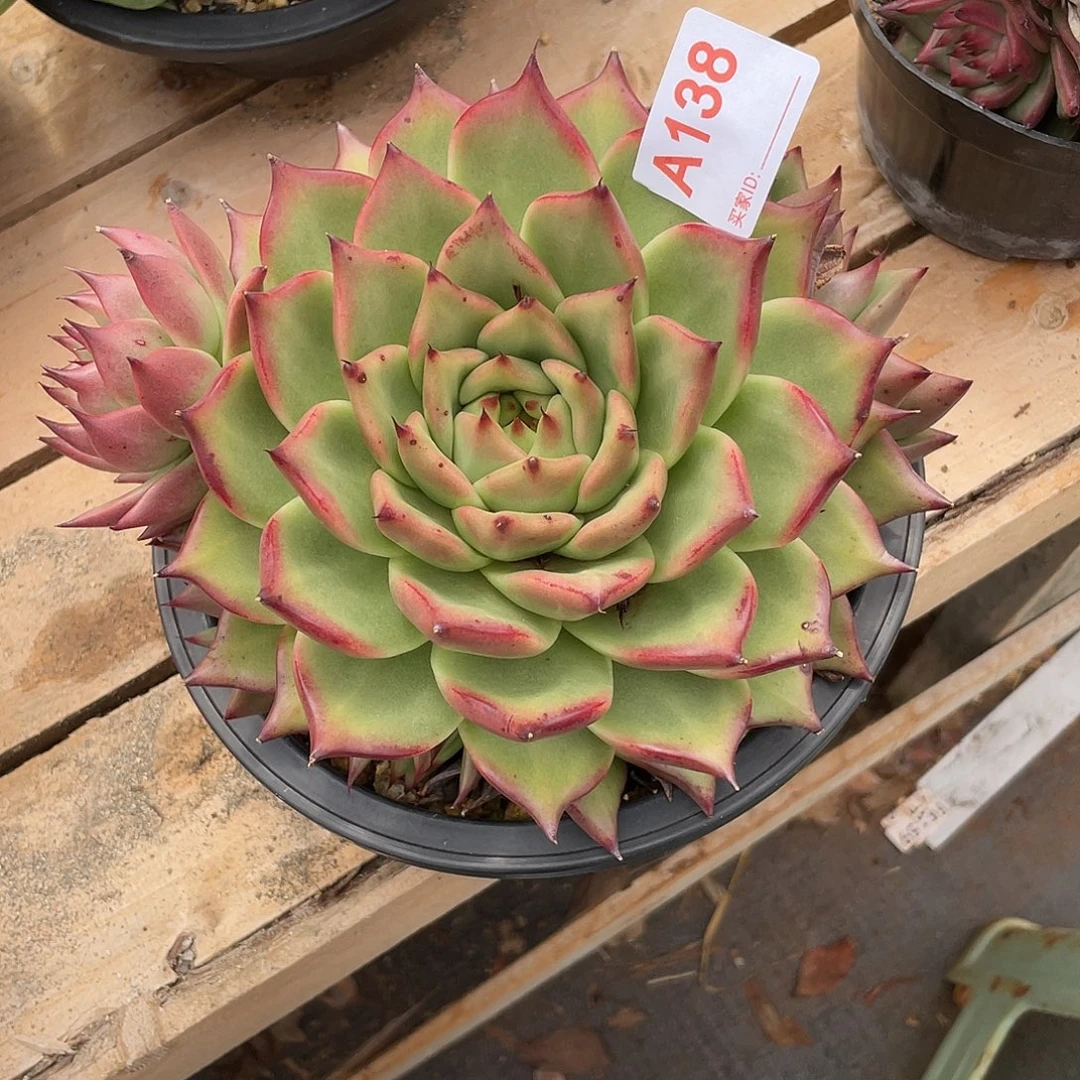 若如东云单拍A138