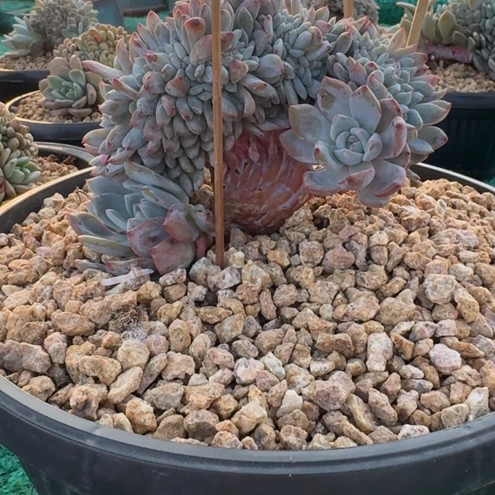 星影树缀无砍多肉