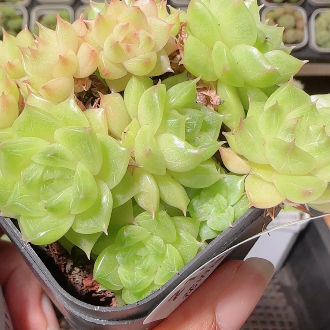 花语逸镜1023-219麦秆散开播福利