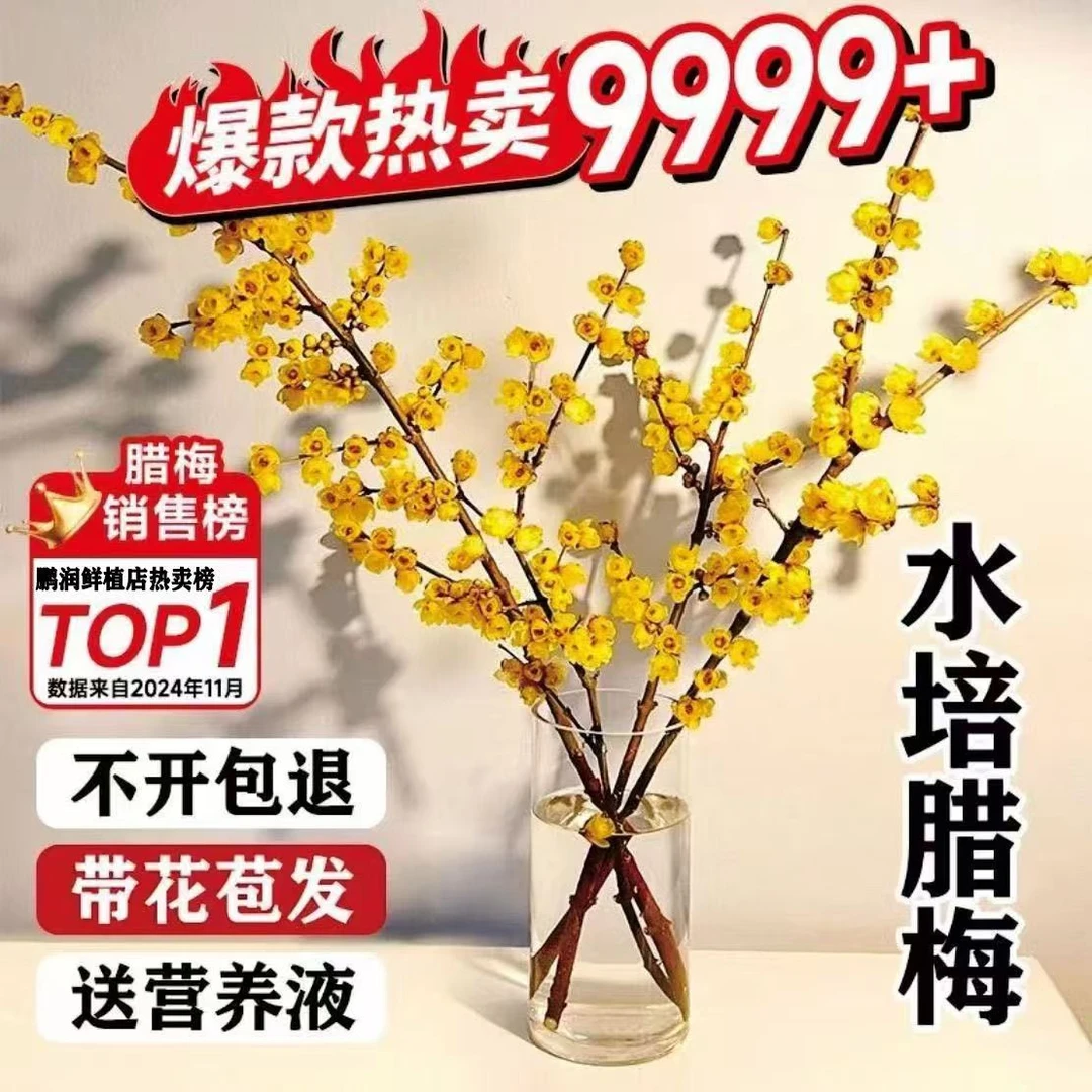 腊梅花鲜花水养鲜切花干枝蜡梅鲜花年宵花卉水培植物花束客厅摆设