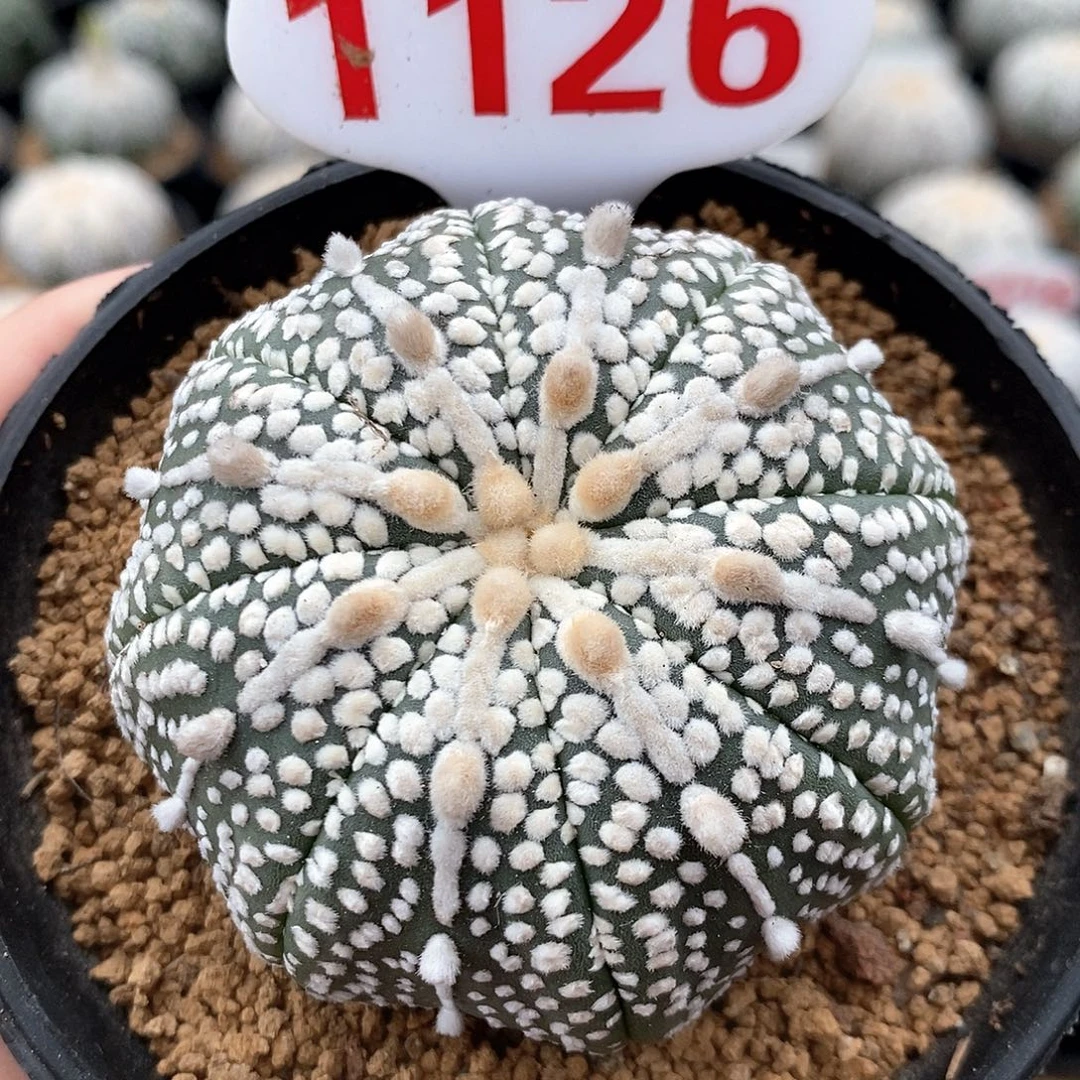 1126奇迹兜系列的产品