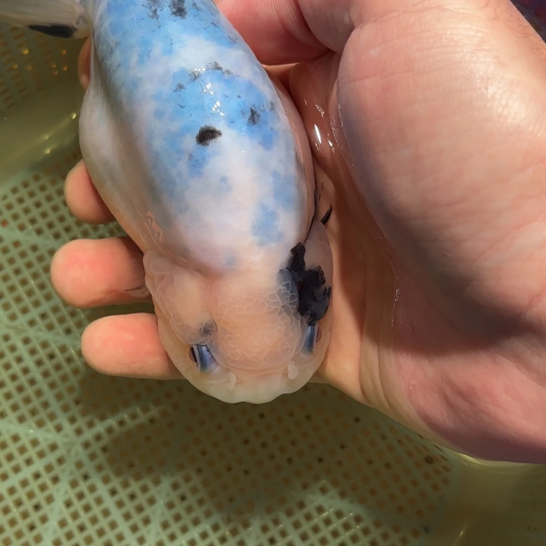 名***长金鱼拍包装包邮，没拍包装运费到付