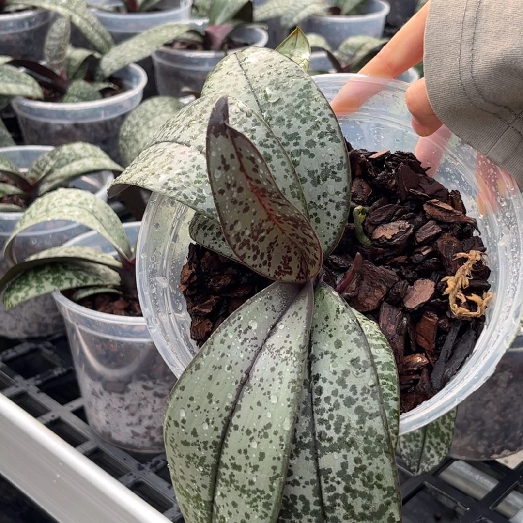 无花朵5寸t2202苗