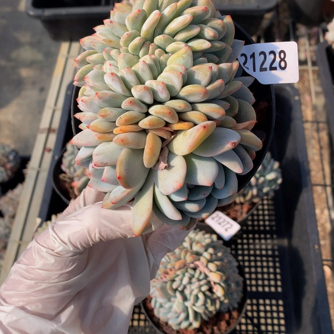 王**?21228缀嗯嗯真的超级好看、一