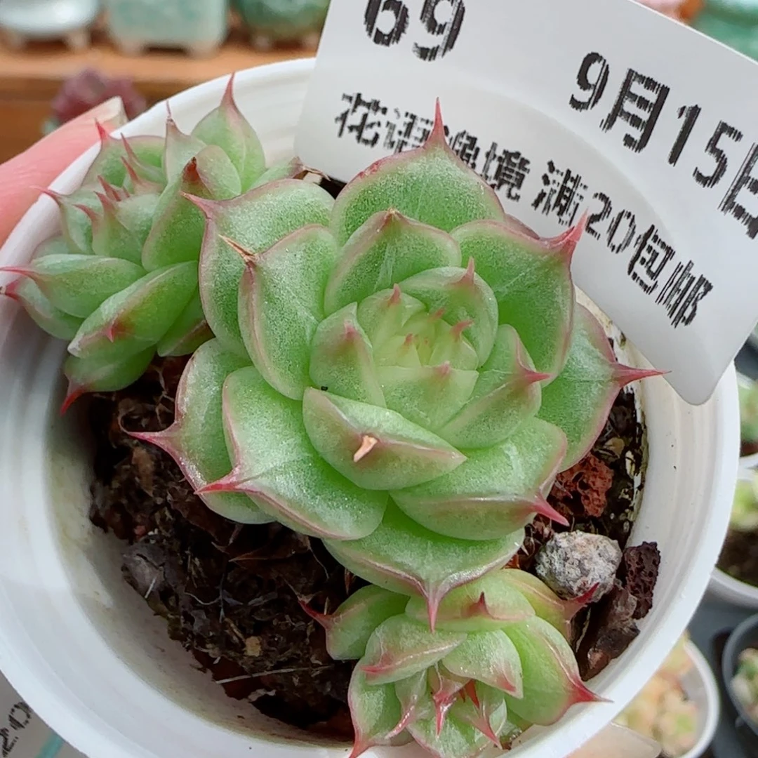 花语逸镜0915-69散