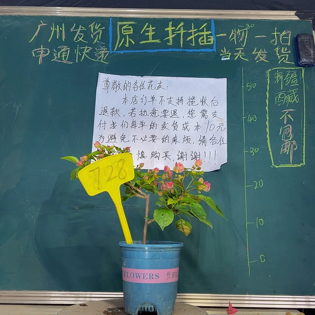 当前无花栽培后可以开花 斑红樱  728