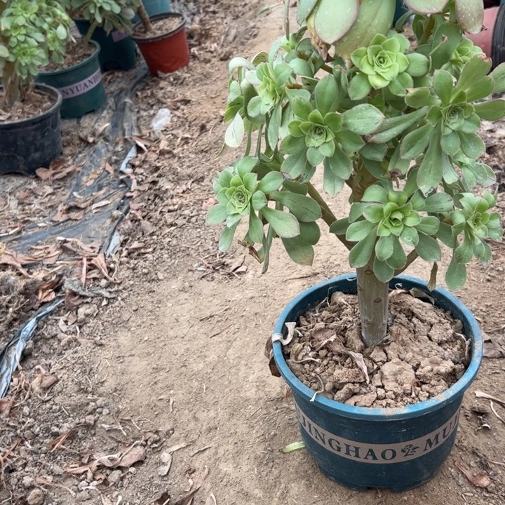 40君美丽多肉多肉多肉多肉