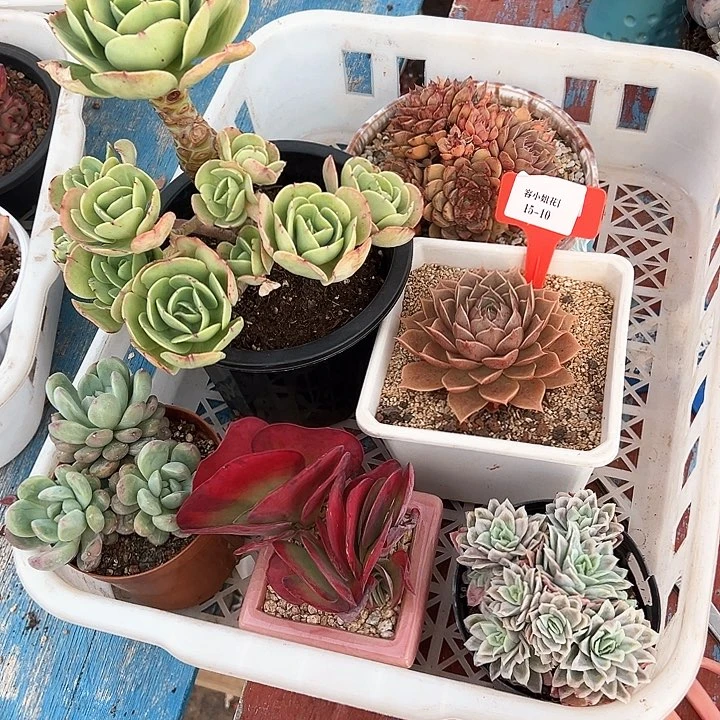 15.10一筐多肉植物