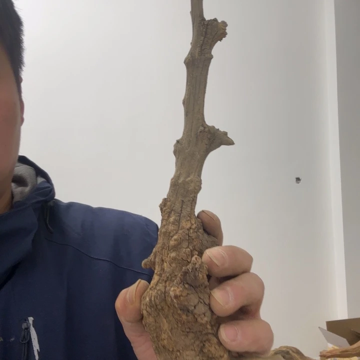 柏木（崖柏）走**看太行崖柏