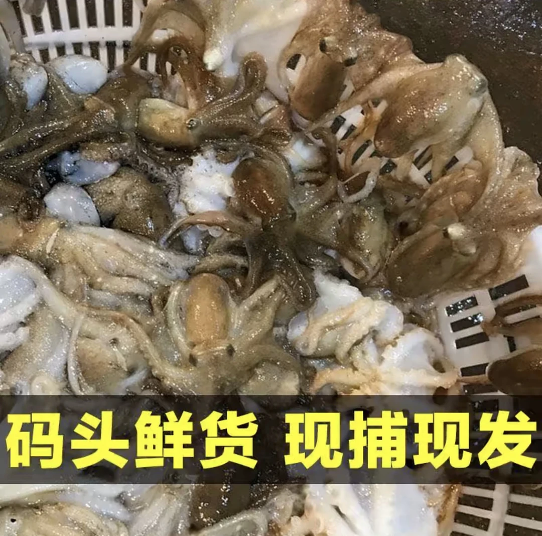 青岛发货 本地八爪鱼 4斤包邮