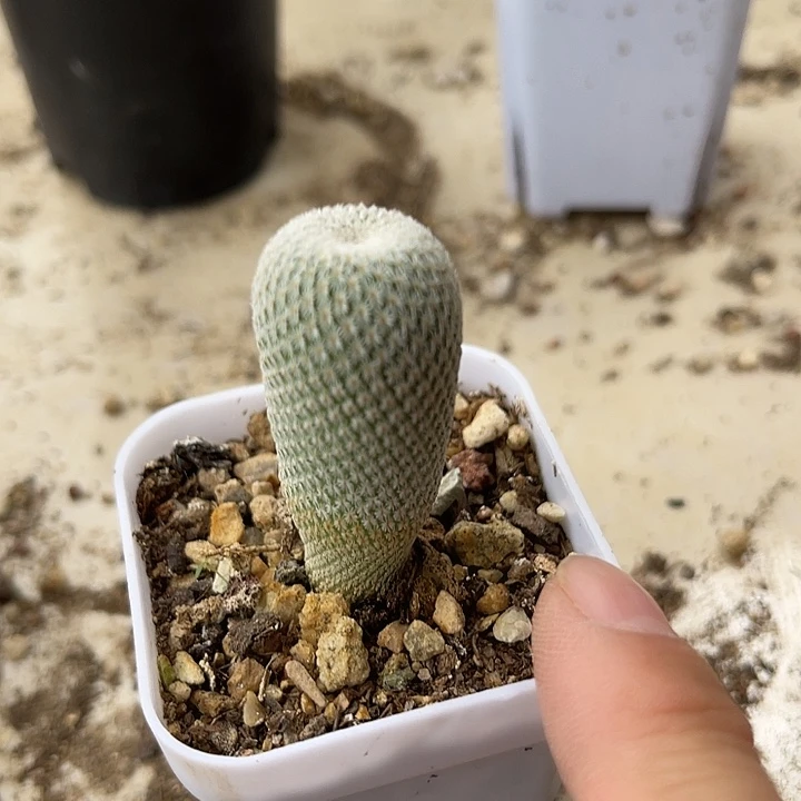 无花朵实生精巧殿仙人球