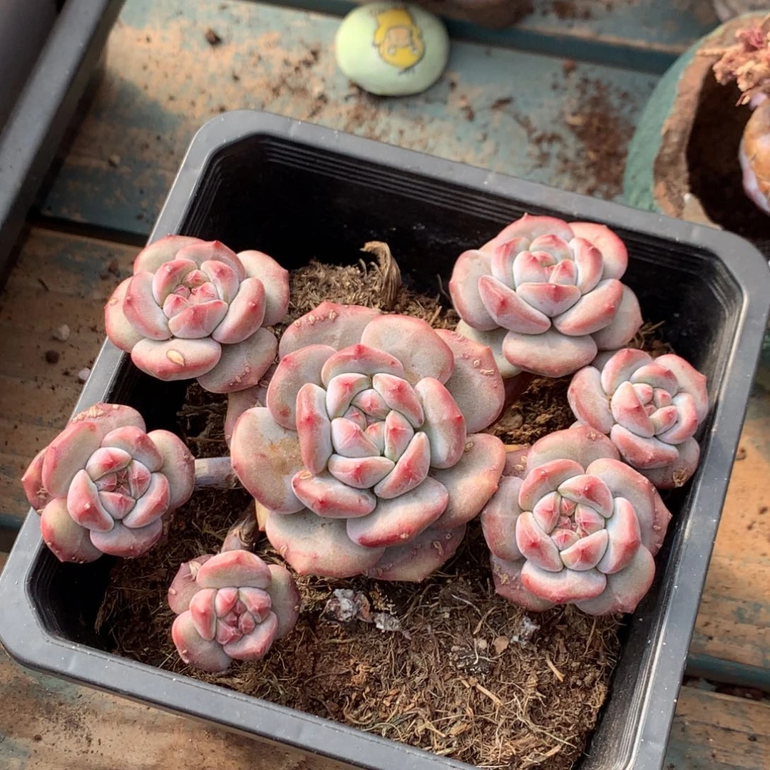 哈哈哈哈哈哈哈35