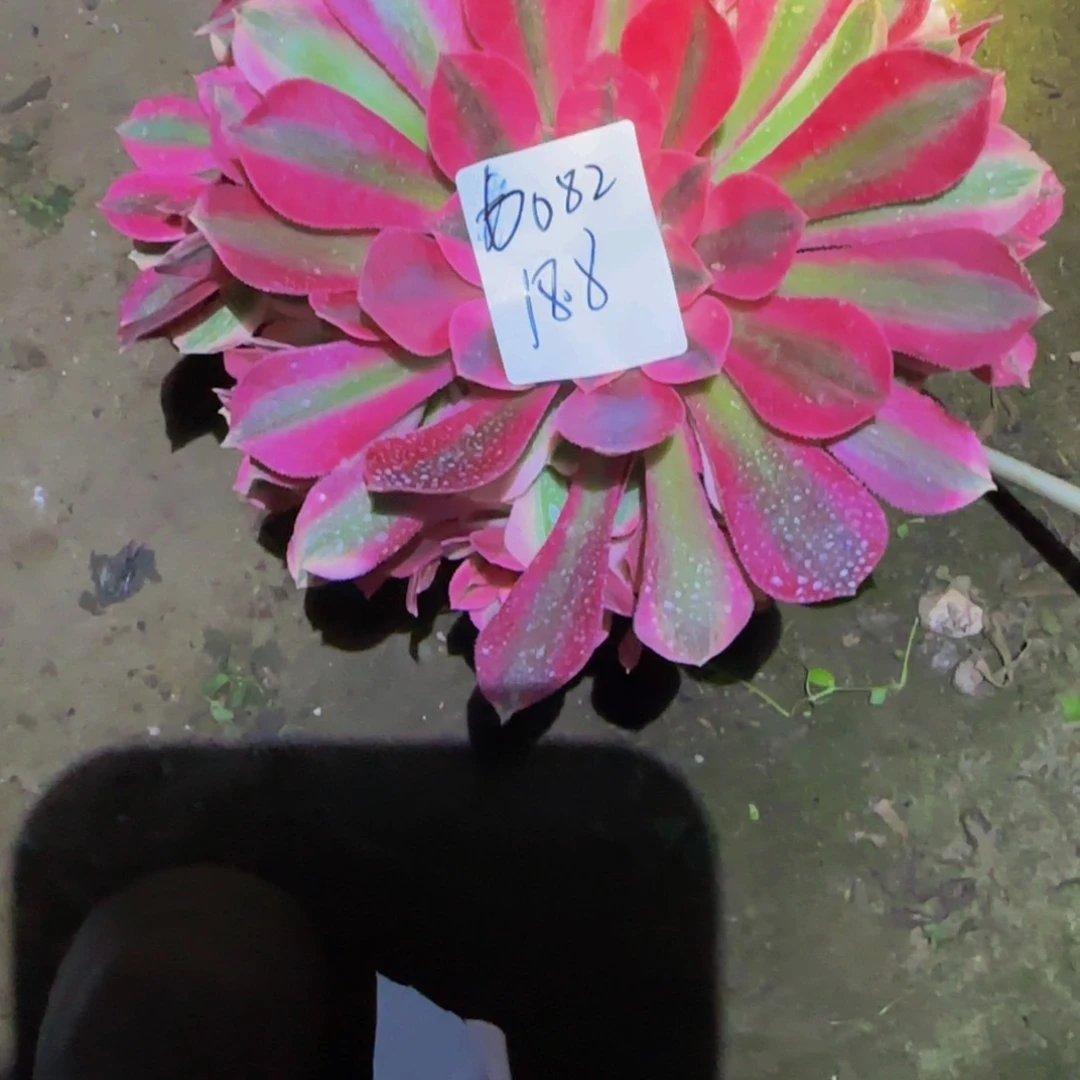 安*一物一拍多肉法师福利6082