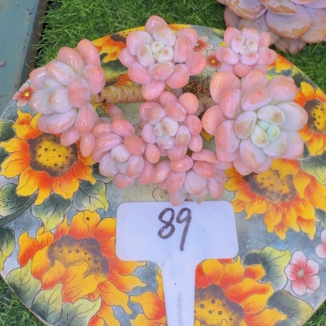 多肉植物的生长发育和