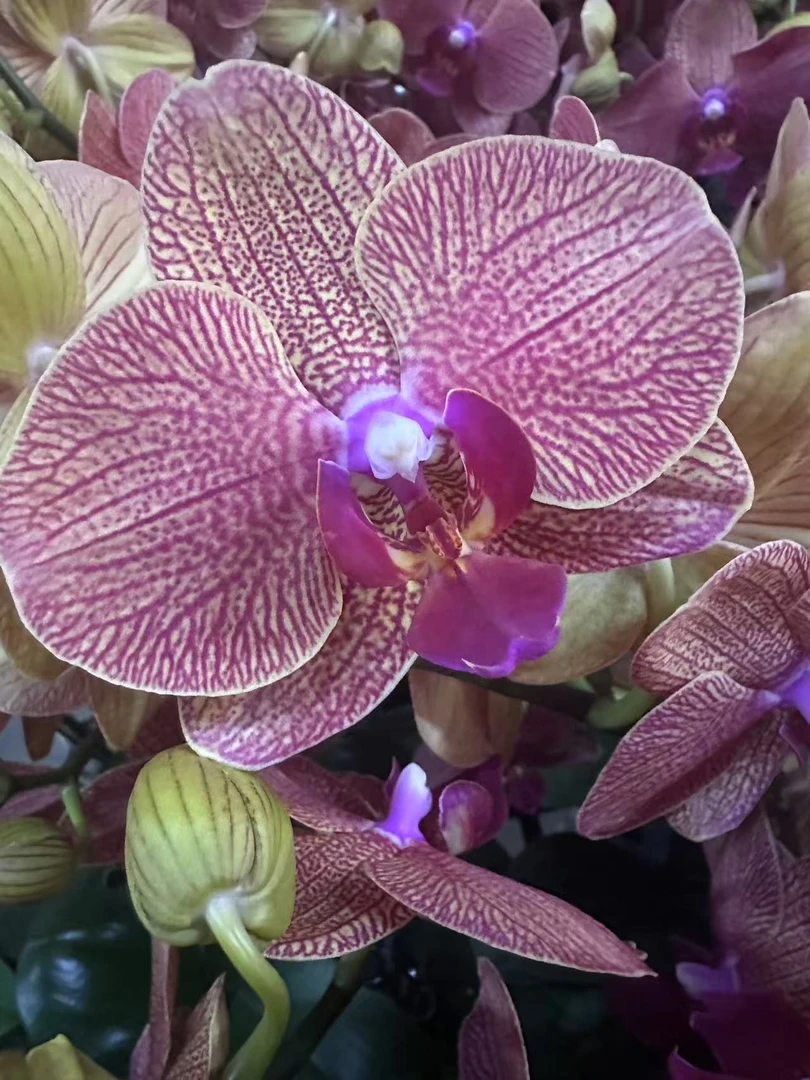 蝴蝶兰【黄金甲】稀有品种  室内花花 懒人好养